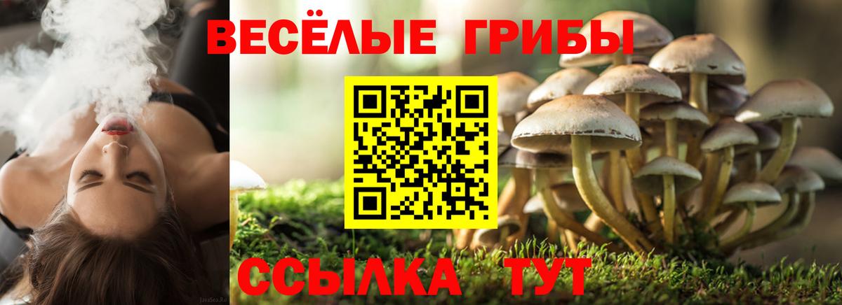 Галлюциногенные грибы прущие грибы  Вход с VPN  Тавда 